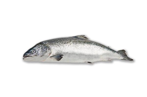 Salmón Noruego Filetes 1500g - Imagen 4