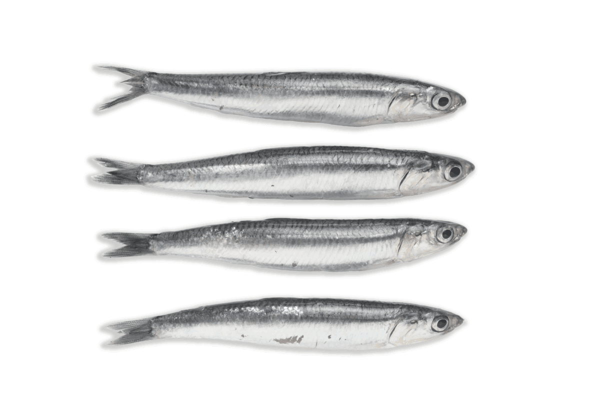 Boquerones