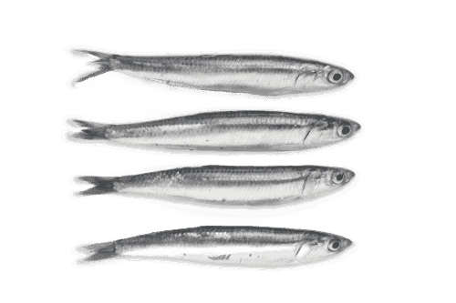 Boquerones (500 gr)
