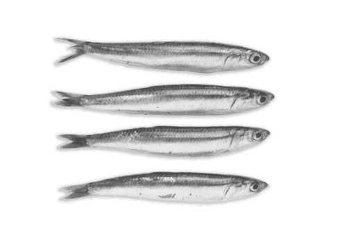 Boquerones
