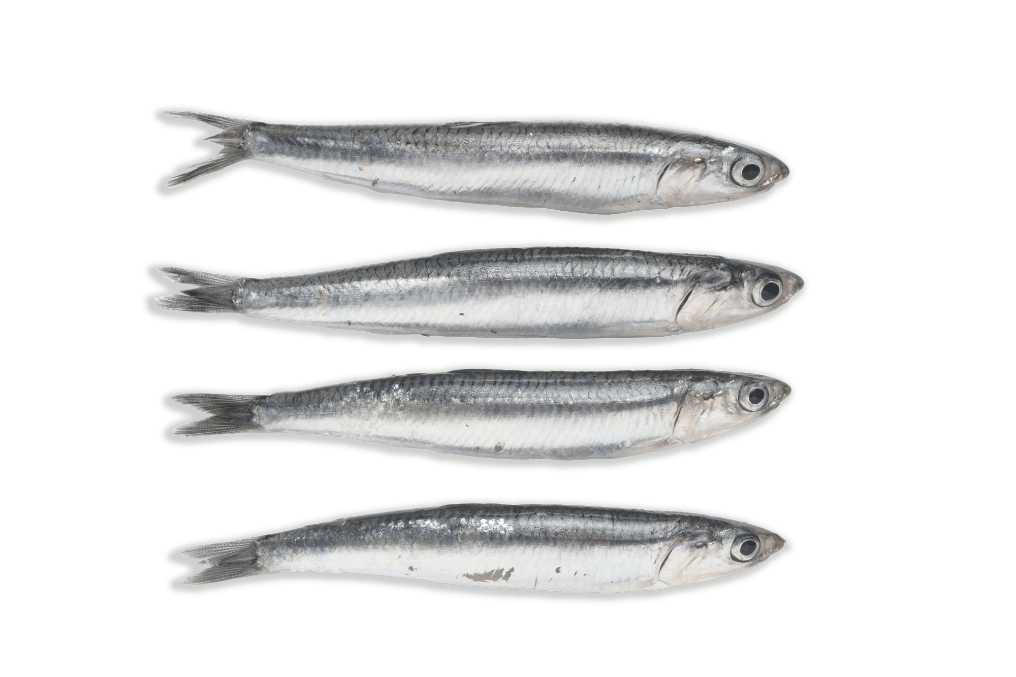 Boquerones