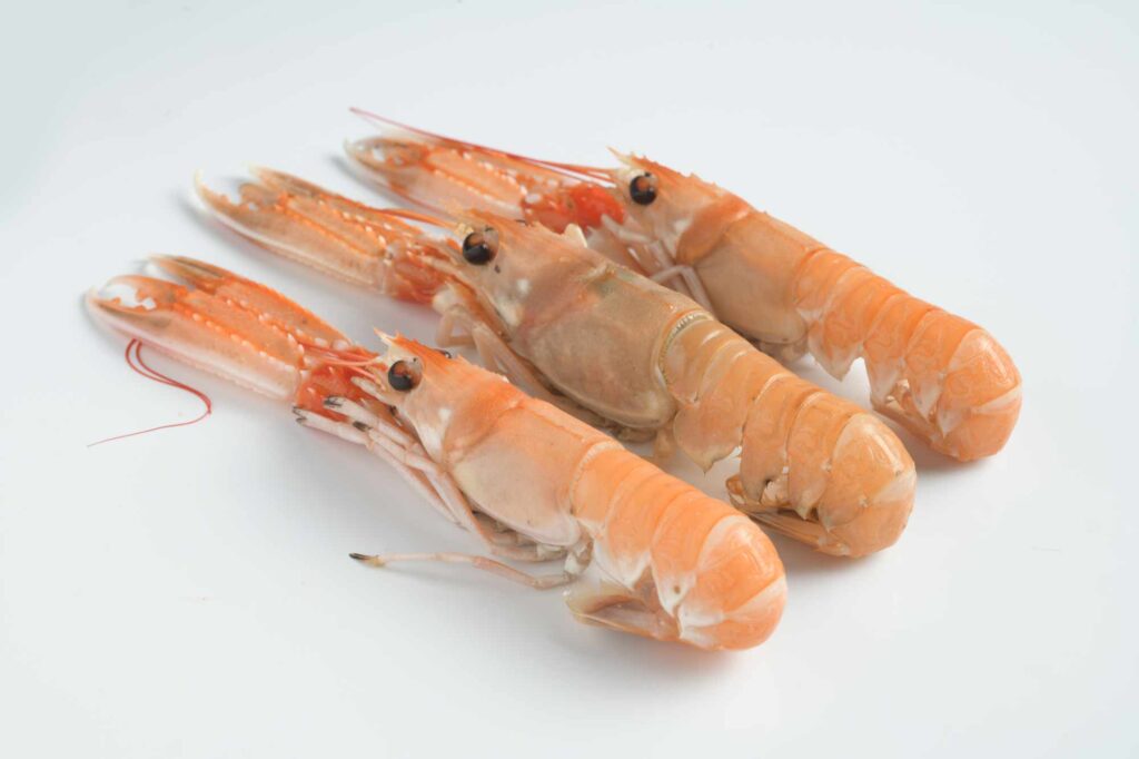 cigalas
