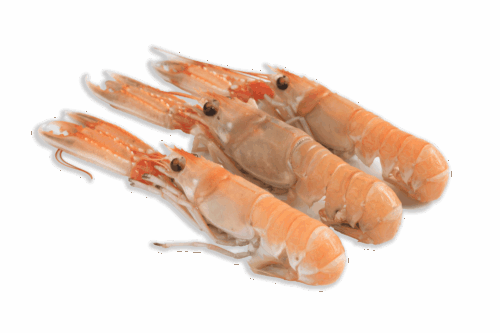 Cigala Fresca