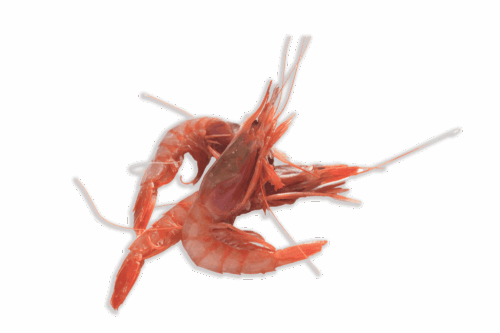 Gamba Roja Carabelas A1