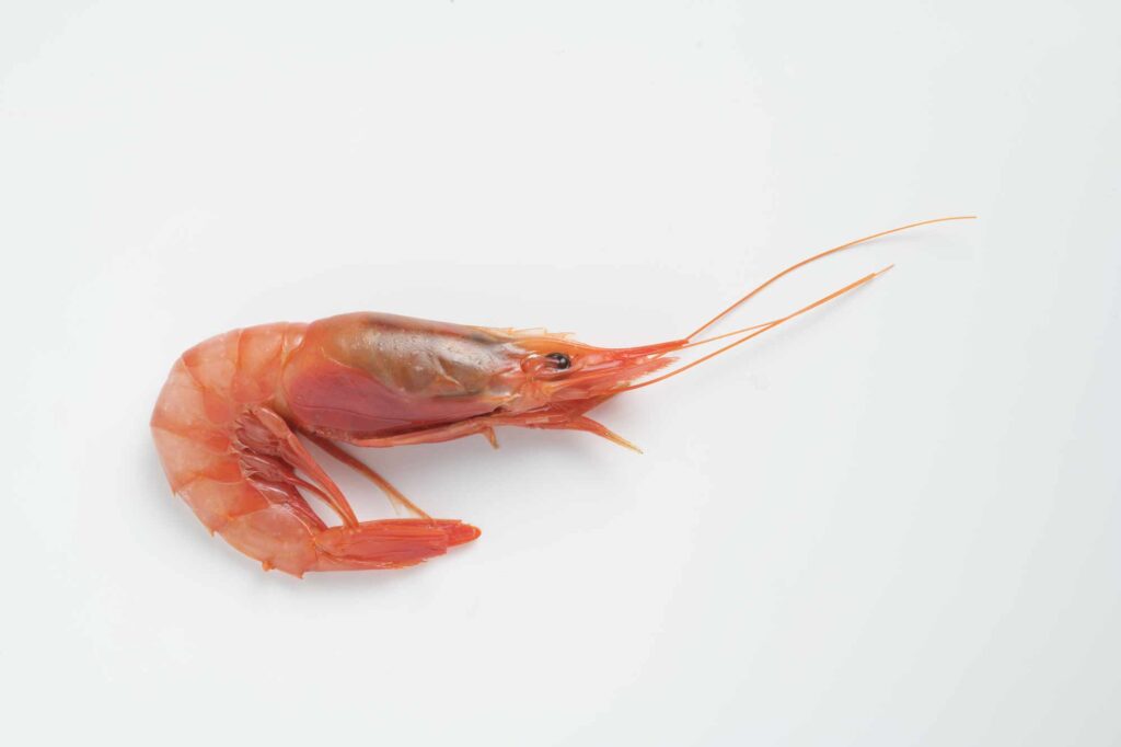 gambas