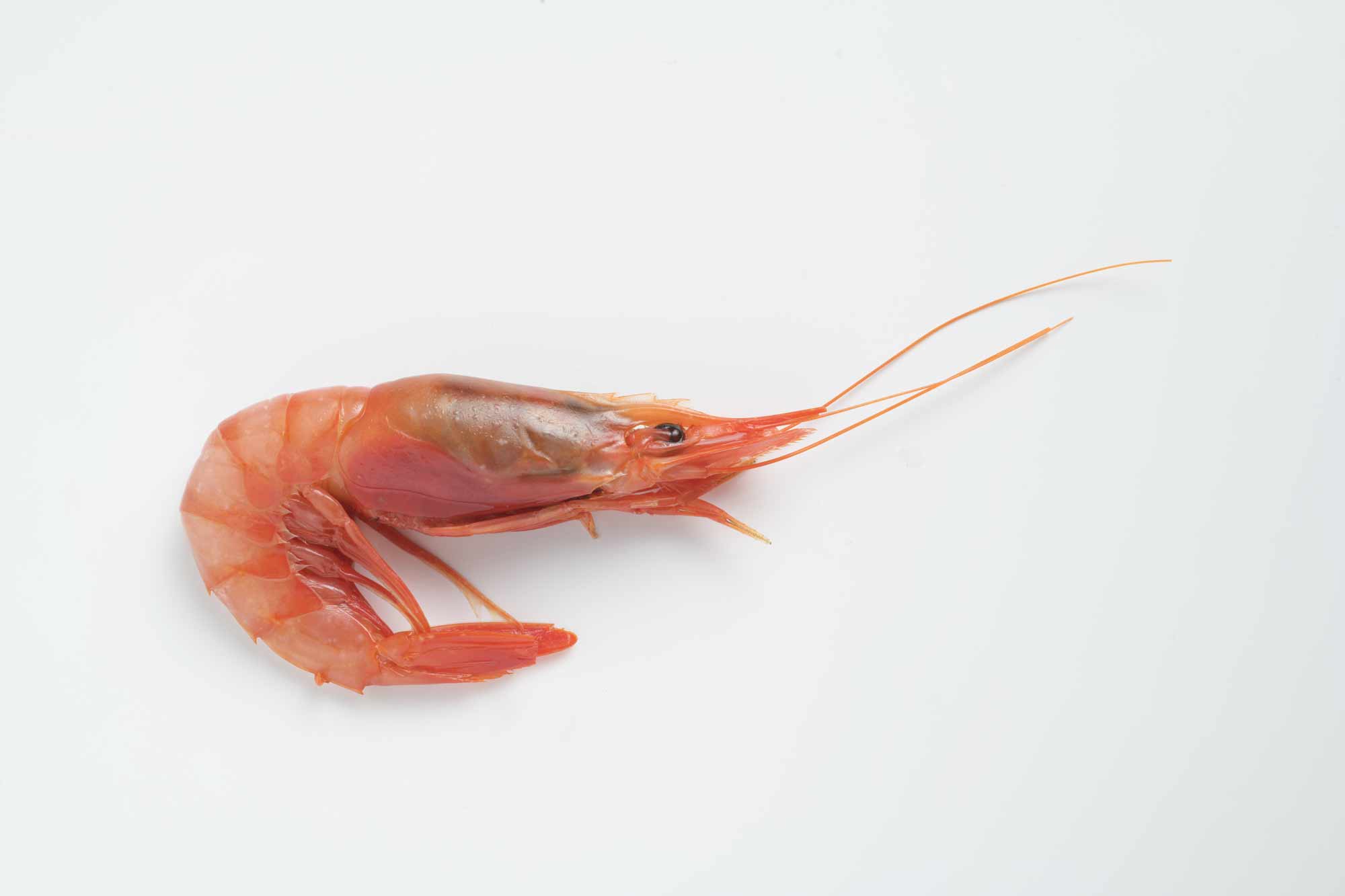 gambas