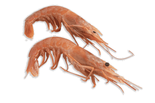 Gambón Nº2
