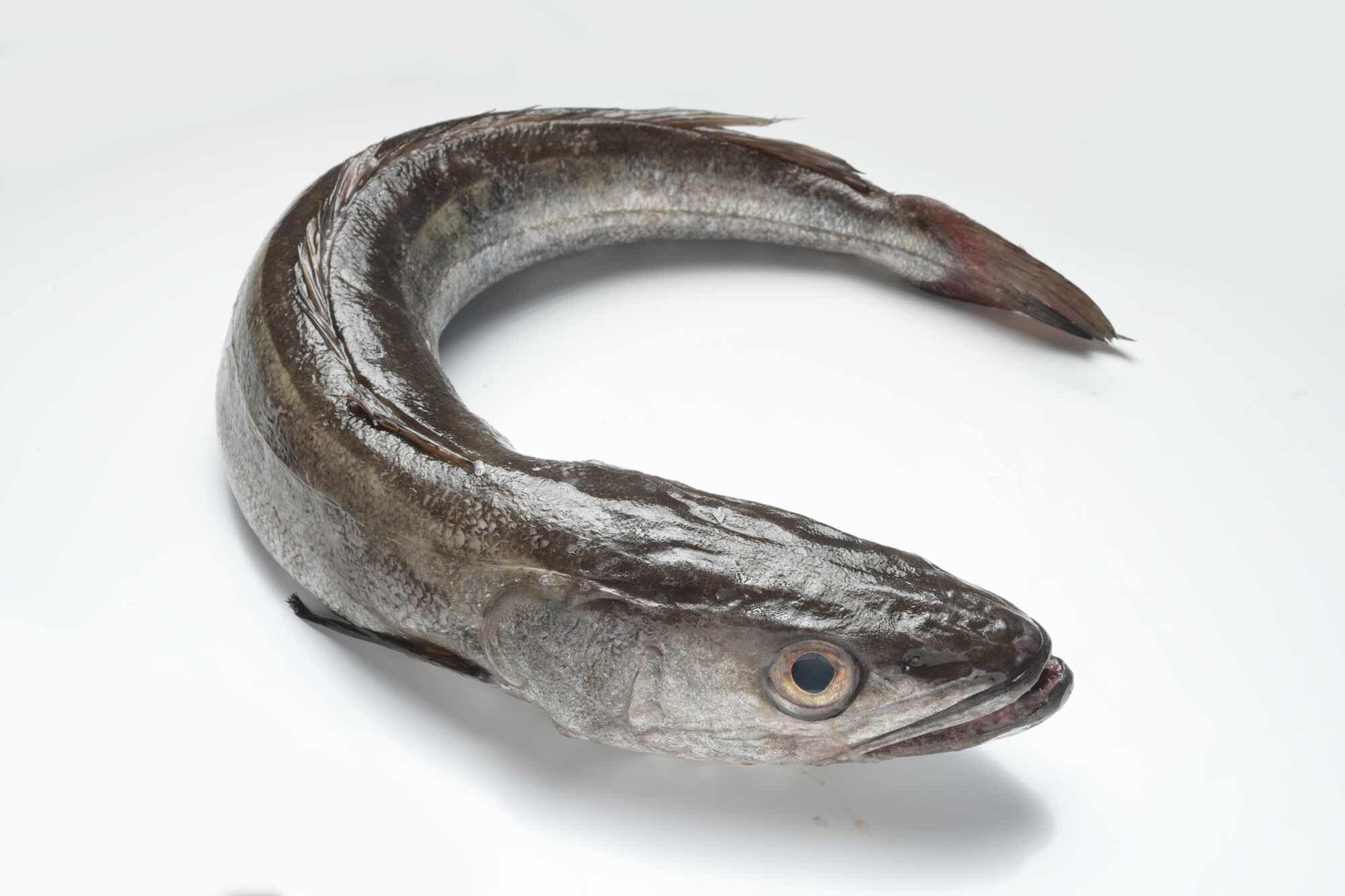 merluza