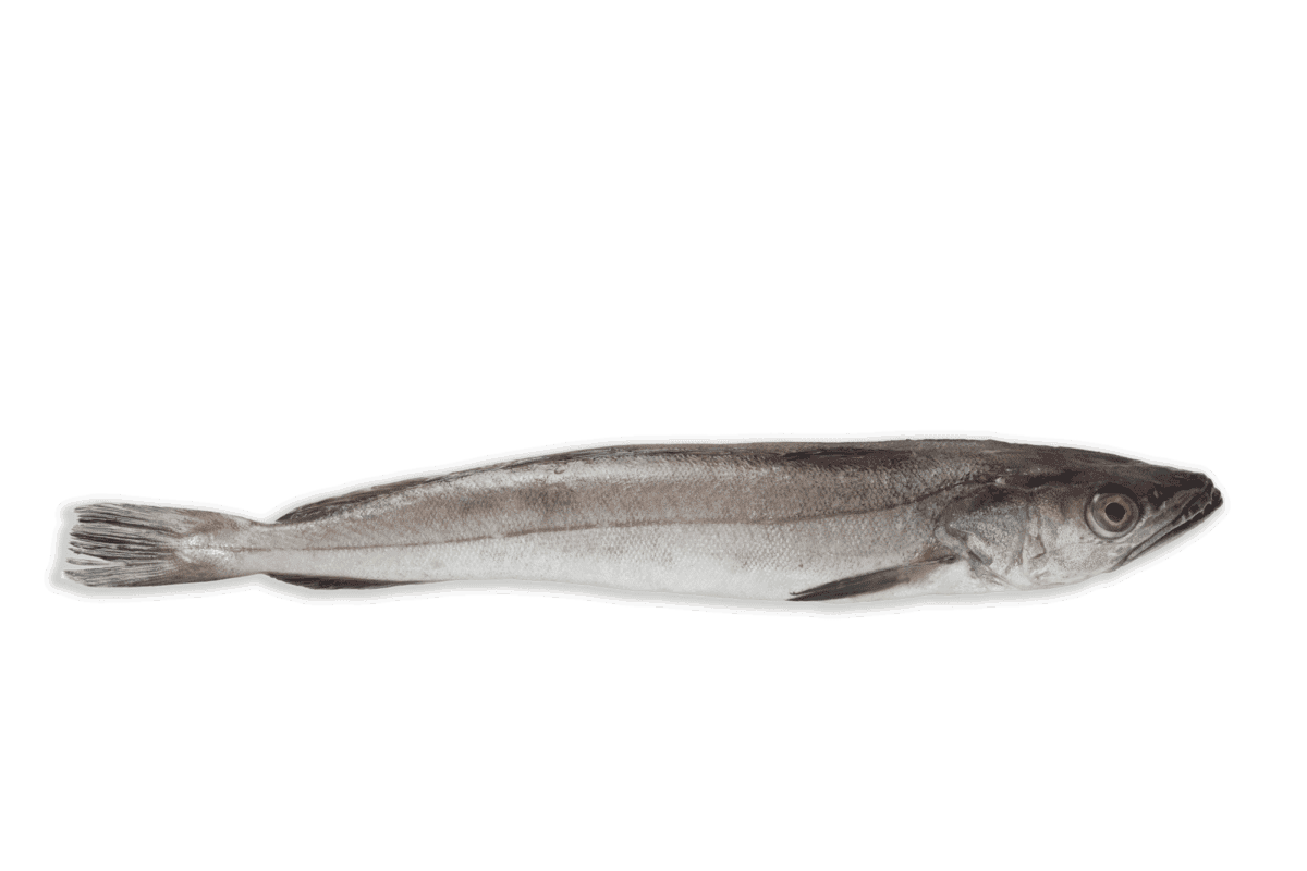 Pescadilla
