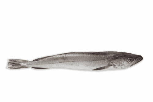 Pescadilla