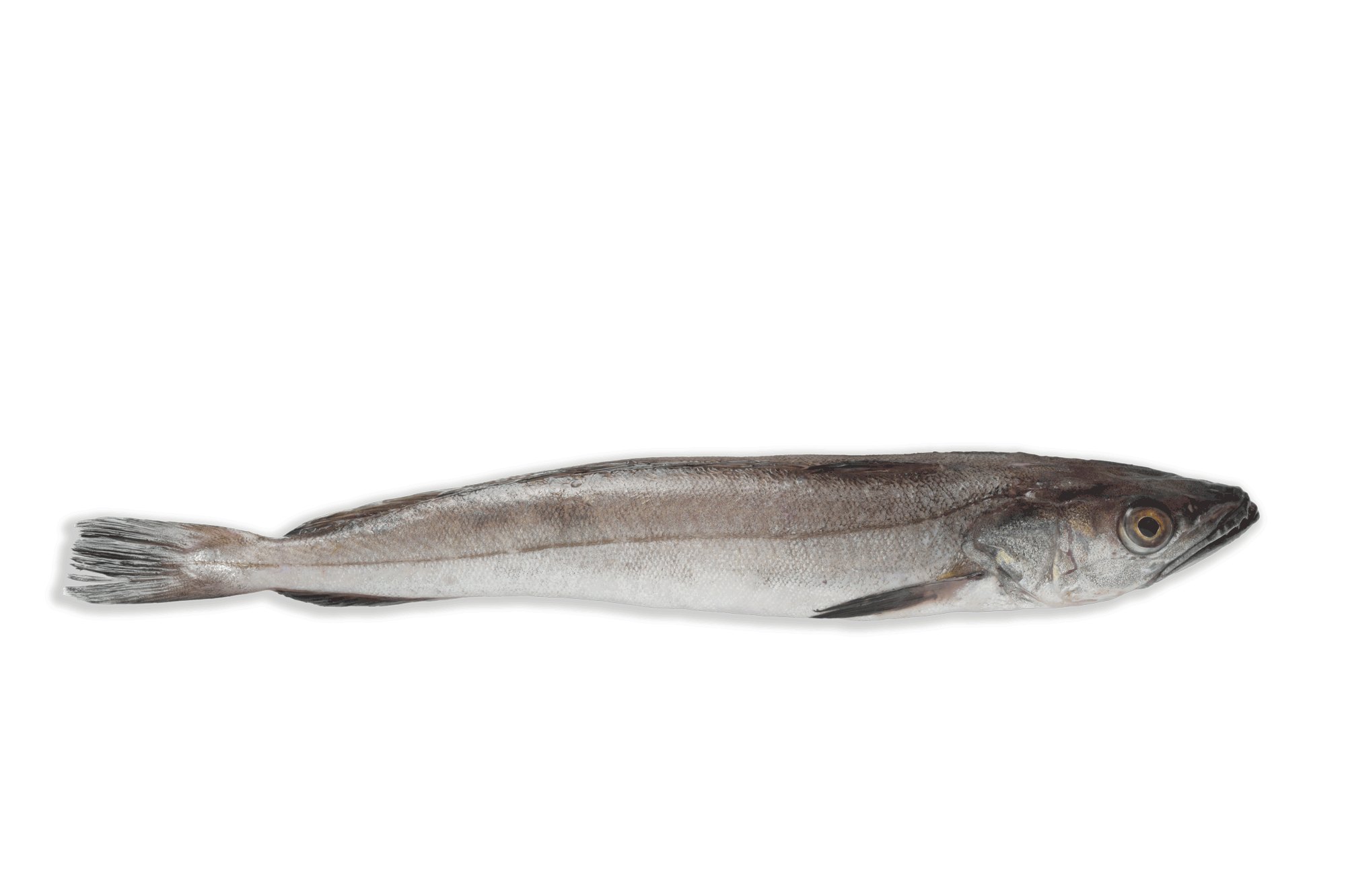 Pescadilla