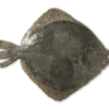 rodaballo