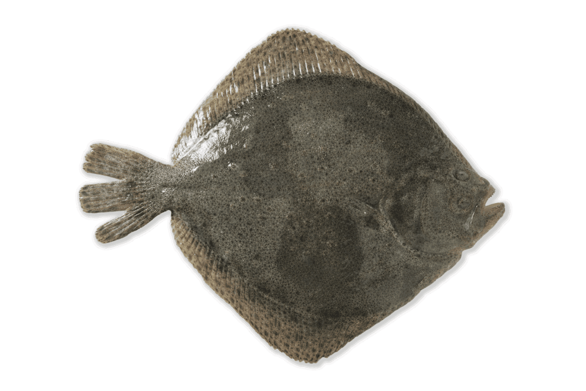 rodaballo