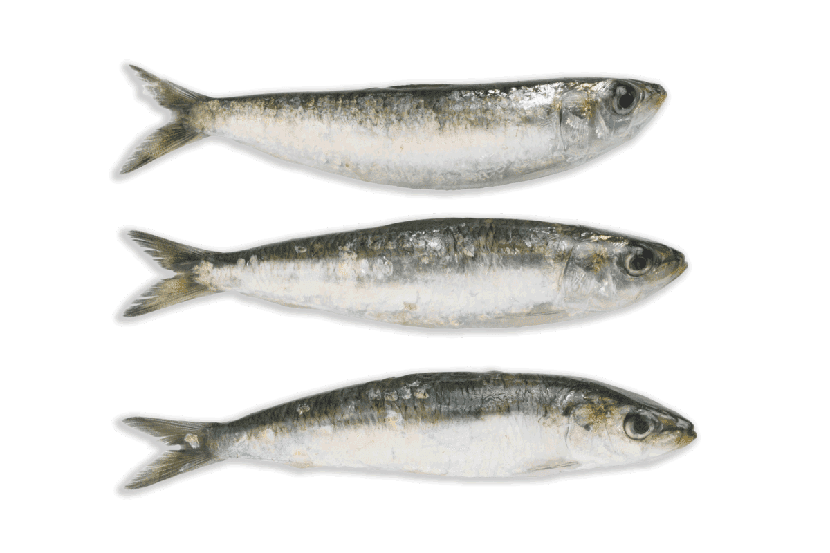 Sardinas