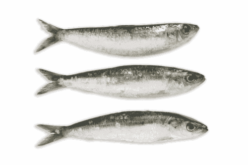 Sardinas (500 gr)