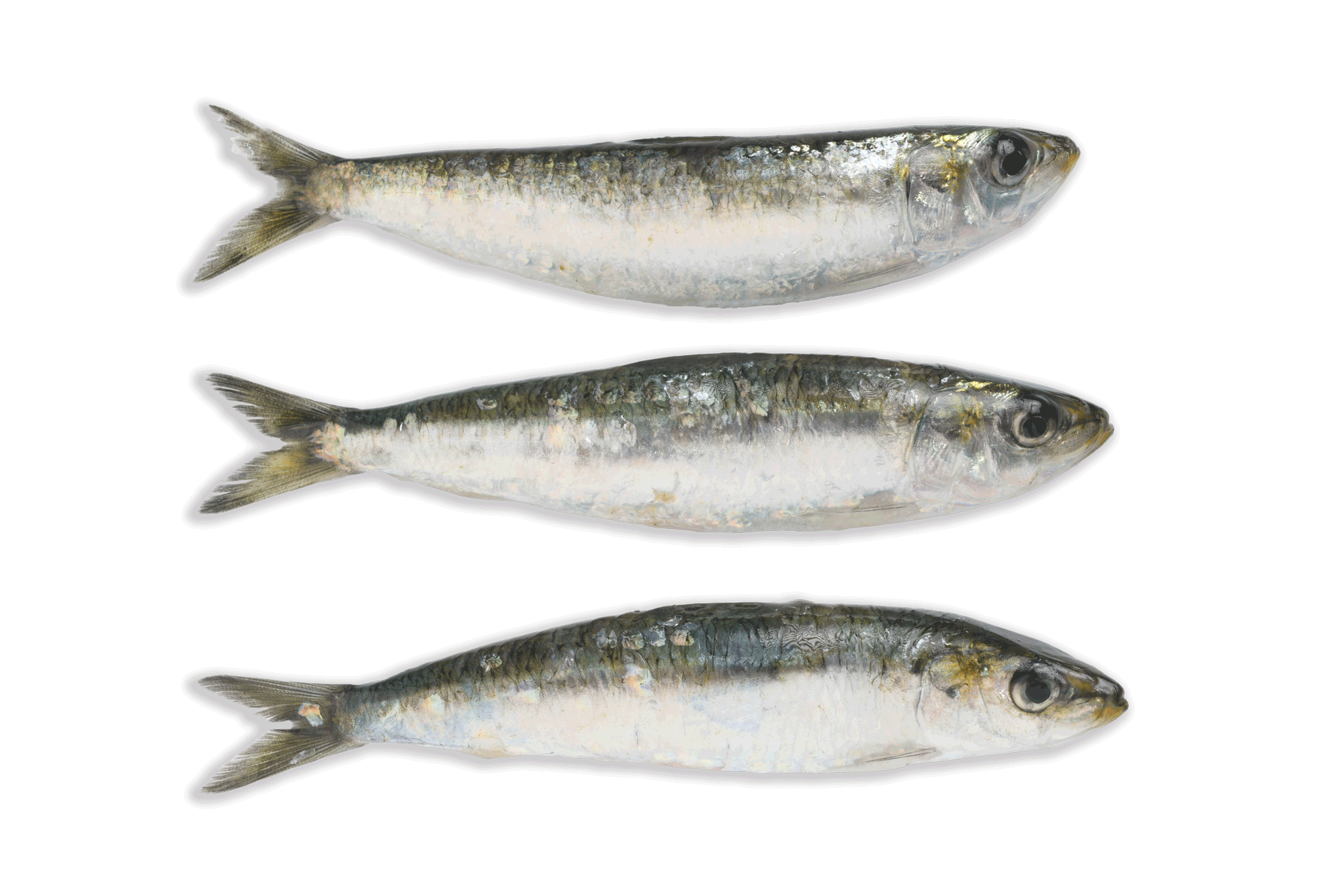 Sardinas